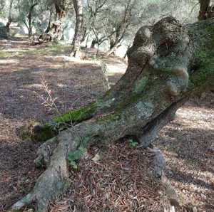Oliven-Rodin kl