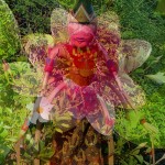 Barbara mit Lotusblüte kl Barbara mit Lotusblüte kl